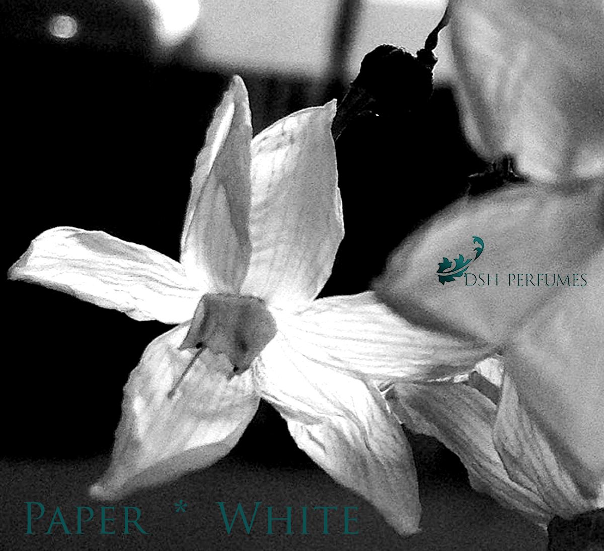 paper_white_1_DSH-1