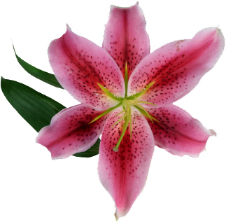 Lis Oriental {Eastern Lily} - DSH Perfumes
